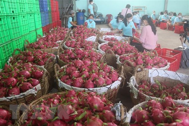 Vietnam boosts dragon fruit exports to Australia, New Zealand